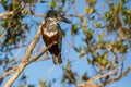 Giant Kingfisher South Africa