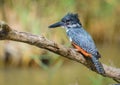 Giant Kingfisher