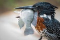 GIANT KINGFISHER v TILAPIA 01 Royalty Free Stock Photo