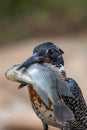 GIANT KINGFISHER v TILAPIA 02 Royalty Free Stock Photo