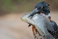 GIANT KINGFISHER v TILAPIA 03 Royalty Free Stock Photo