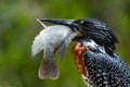 GIANT KINGFISHER v TILAPIA 04 Royalty Free Stock Photo