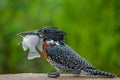 GIANT KINGFISHER v TILAPIA 05 Royalty Free Stock Photo