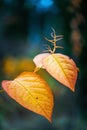 Giant Knotweed leaves in atumn on a dark background Royalty Free Stock Photo