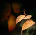 Giant Knotweed leaves in atumn on a dark background Royalty Free Stock Photo