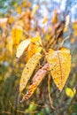 Giant Knotweed leaves in autumn on a blurry  background Royalty Free Stock Photo