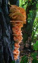 Laetiporus sulphureus Royalty Free Stock Photo