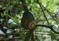 A Giant land snail with algae growing on the shell is stick into a vine stem