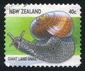 Giant Land Snail