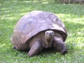Giant Land Tortise Royalty Free Stock Photo