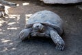 A giant land turtle, Galapagos islands, Ecuador, South America Royalty Free Stock Photo