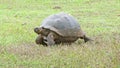 Giant Land Turtle walking
