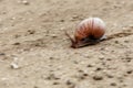 Giant landsnail mobile in Kruger Park