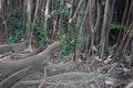 Giant large buttress root