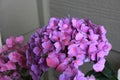 Light purple lavender Hydrangea bloom in a yard