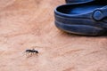 Giant leaf cutter ant in size comparison with a shoe Royalty Free Stock Photo