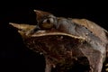 Giant leaf frog Megophrys nasuta Royalty Free Stock Photo