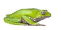 Giant leaf frog - Phyllomedusa bicolor Royalty Free Stock Photo