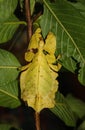 Giant Leaf Insect