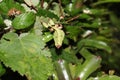 Giant Leaf Insect Phyllium giganteum Royalty Free Stock Photo