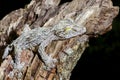 Giant leaf-tail gecko, marozevo Royalty Free Stock Photo
