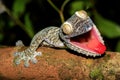 Giant Leaf-tail Gecko, Uroplatus fimbriatus, Madagascar Royalty Free Stock Photo