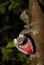 Giant Leaf-tail Gecko, Uroplatus fimbriatus Royalty Free Stock Photo
