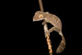 Giant leaf-tailed gecko, Uroplatus fimbriatus, Madagascar Royalty Free Stock Photo