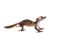 Giant leaf tailed gecko on white