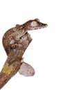 Giant leaf tailed gecko on white