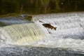 A Giant Leap: Salmon Fall Migration Royalty Free Stock Photo