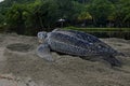 Giant Leatherback turtle at Grande Riviere beach in Trinidad and Tobago at sunrise