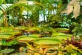 The giant leaves of the aquatic plant Victoria. Royalty Free Stock Photo