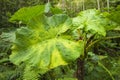 Giant leaves in Costa Rica forest.