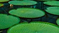 Giant leaves of Victoria Amazonica giant waterlily in the pond Royalty Free Stock Photo