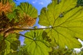 Giant leaves, Monteverde Cloud Forest Preserve, Costa Rica.