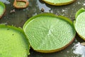 Giant leaves of the Victoria waterlily in pool Royalty Free Stock Photo