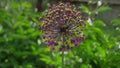 Giant leek, Allium giganteum Leek, Flower