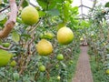 Giant lemons in the nursery Royalty Free Stock Photo