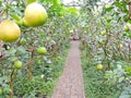 Giant lemons in the nursery Royalty Free Stock Photo