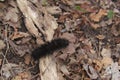 Giant Leopard Moth Caterpillar Royalty Free Stock Photo