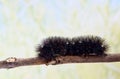 Giant Leopard Moth caterpillar on a twig. Royalty Free Stock Photo