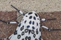 Giant Leopard Moth Head CU Royalty Free Stock Photo