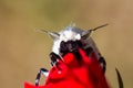 Giant Leopard Moth (Hypercompe scribonia) Royalty Free Stock Photo