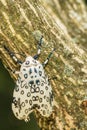 Giant Leopard Moth - Hypercompe scribonia Royalty Free Stock Photo