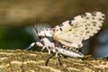 Giant Leopard Moth - Hypercompe scribonia Royalty Free Stock Photo