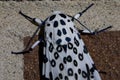 Giant Leopard Moth Thorax Royalty Free Stock Photo