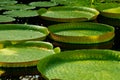 Giant lilly pads