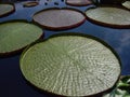 Giant Green Lilly Pads Royalty Free Stock Photo