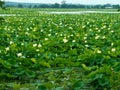 Giant Lilly Pond Royalty Free Stock Photo